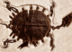Scientists Studied an Egg Fossil in China—And Found a Baby Turtle Still Inside