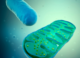 South Korean Scientists Explore Artificial Mitochondria