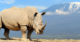 Researchers Have Mapped Out the Rhino Family Tree