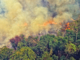 The Amazon Rainforest Now Releases More CO2 Than It Absorbs