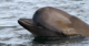 New Species of Beaked Whale Revealed By Taxonomic Study