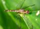Globe Skimmer Dragonflies May Be Able to Migrate Across the Indian Ocean