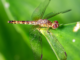Globe Skimmer Dragonflies May Be Able to Migrate Across the Indian Ocean