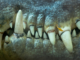 How Teeth Changed the Evolution Game (And Why Some Animals Lost Them Anyway)