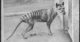 Can we resurrect the thylacine? Maybe, but it won’t help the global extinction crisis