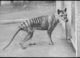 Can we resurrect the thylacine? Maybe, but it won’t help the global extinction crisis