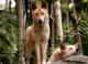 From wolf to chihuahua: new research reveals where the dingo sits on the evolutionary timeline of dogs