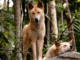 From wolf to chihuahua: new research reveals where the dingo sits on the evolutionary timeline of dogs