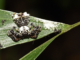 The spider that looks like bird poo – and other amazing (and gross) tricks animals deploy to survive