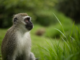 Monkeys can sense their own heartbeats, an ability tied to mental health, consciousness and memory in humans