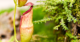 Nature Bites: The Pitcher Plant