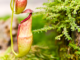 Nature Bites: The Pitcher Plant