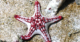 Yorkicystis, the 500 million-year-old relative of starfish that lost its skeleton