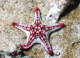 Yorkicystis, the 500 million-year-old relative of starfish that lost its skeleton