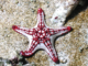 Yorkicystis, the 500 million-year-old relative of starfish that lost its skeleton