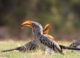 Hotter Kalahari desert may stop hornbills breeding by 2027