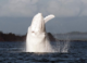 Is Migaloo … dead? As climate change transforms the ocean, the iconic white humpback has been missing for two years