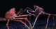 Thousands of giant crabs amass off Australia’s coast. Scientists need your help to understand it