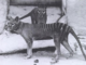 Should we bring back the thylacine? We asked 5 experts