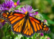 Monarch butterflies join the Red List of endangered species, thanks to habitat loss, climate change and pesticides