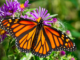 Monarch butterflies join the Red List of endangered species, thanks to habitat loss, climate change and pesticides