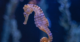 How Seahorses Evolved and Spread From Southeast Asia