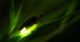 Synchrony with chaos – blinking lights of a firefly swarm embody in nature what mathematics predicted