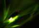 Synchrony with chaos – blinking lights of a firefly swarm embody in nature what mathematics predicted