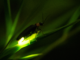 Synchrony with chaos – blinking lights of a firefly swarm embody in nature what mathematics predicted