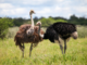 Where Did All These Big, Flightless Birds Come From?