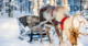 Is Santa’s sleigh zero carbon? The answer lies in reindeer poo