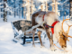 Is Santa’s sleigh zero carbon? The answer lies in reindeer poo