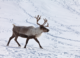 Whether caribou migrate or stay put is determined by genes that evolved in the last ice age