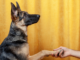 Are dogs left- or right-handed? What the science says