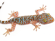 We’re Redefining What It Means to be “Sticky”—And We’re Taking Lessons From Geckos