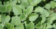 Ecuadorian Oregano Found to Contain High Levels of Bioactive and Functional Compounds
