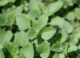 Ecuadorian Oregano Found to Contain High Levels of Bioactive and Functional Compounds
