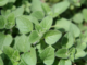 Ecuadorian Oregano Found to Contain High Levels of Bioactive and Functional Compounds
