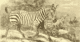 New discovery: fossilised giant zebra tracks found in South Africa