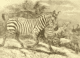 New discovery: fossilised giant zebra tracks found in South Africa