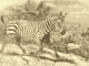 New discovery: fossilised giant zebra tracks found in South Africa