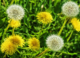 Dandelions are a lifeline for bees on the brink – we should learn to love them