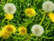 Dandelions are a lifeline for bees on the brink – we should learn to love them