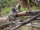 Baboon bonds: new study reveals that friendships make up for a bad start in life