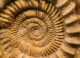 Prehistoric Planet 2: The Twisted Life of Ammonites