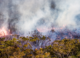 The ‘good fire’: Prescribed burning can prevent catastrophic wildfires in the future