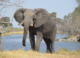 Orphaned Elephants in Botswana Help Unlock the Secrets of Mammoth Hybrids