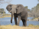 Orphaned Elephants in Botswana Help Unlock the Secrets of Mammoth Hybrids