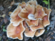 Fungi could be the next frontier in fire safety