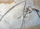 Fossil Discovery Challenges Assumptions About Pterosaur Ancestors